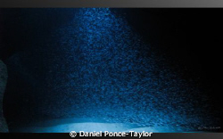 Incredible beam of silversides sardines...light coming fr... by Daniel Ponce-Taylor 
